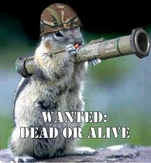 Bazooka Squirrel - Wanted: Daed or Alive!